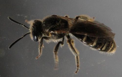 Lasioglossum sp.